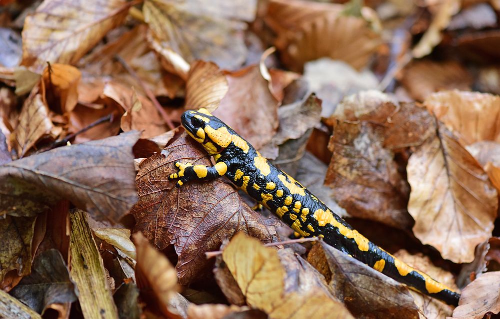 Salamandra salamandra gigliolii nel P.N.A.L.M.